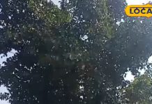 सांप के जहर से भी विषैली है यह बूटी, कुत्ता काटने के इलाज में करती है काम