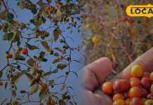 साल में कुछ हफ्ते ही मिलता है यह जंगली फल, बाजार में आते ही टूट पड़ते हैं लोग