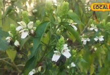 Health Tips: कैंसर और सांस की बीमारियों के लिए रामबाण है रूस का पौधा, औषधीय गुणों से होता है भरपूर, जानें इसके फायदे