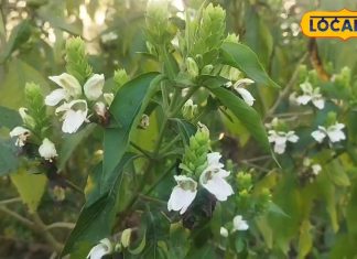 Health Tips: कैंसर और सांस की बीमारियों के लिए रामबाण है रूस का पौधा, औषधीय गुणों से होता है भरपूर, जानें इसके फायदे