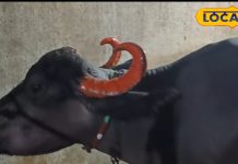 बीमार गाय-भैंस के दूध पीने से है जान को खतरा? जानिए एक्सपर्ट ने क्या बताया…