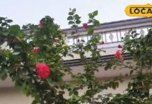 जड़ी बूटियों का बाप है यह पौधा, चाय पीने से कंट्रोल रहेगा BP, तनाव होगा दूर, फूल का रस जड़ से बाल करें मजबूत