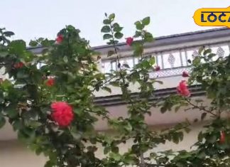 जड़ी बूटियों का बाप है यह पौधा, चाय पीने से कंट्रोल रहेगा BP, तनाव होगा दूर, फूल का रस जड़ से बाल करें मजबूत