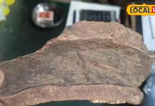 कायफल बदलेगा आपकी काया, बॉडी को डिटॉक्स कर इम्यूनिटी करेगा स्ट्रांग, डायबिटीज, हार्ट और पेट के लिए है फायदेमंद