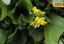 Health Tips: कैंसर जैसी खतरनाक बीमारी के लिए रामबाण है यह साग, फायदे जानकर हो जाएंगे हैरान