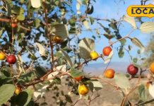 Benefits of Wild Berry contro blood pressure provide strength digestive system jangli ber ke fayde – Bharat.one हिंदी