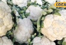 Cauliflower Benefits: ठंड में हड्डियां बन जाएंगी बाहुबली-कोलेस्ट्रॉल गायब हो जाएगा, बस इस सब्जी का करें सेवन, प्रेग्नेंट महिलाओं के लिए भी फायदेमंद!