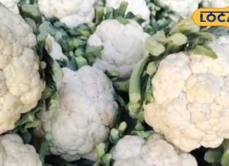 Cauliflower Benefits: ठंड में हड्डियां बन जाएंगी बाहुबली-कोलेस्ट्रॉल गायब हो जाएगा, बस इस सब्जी का करें सेवन, प्रेग्नेंट महिलाओं के लिए भी फायदेमंद!