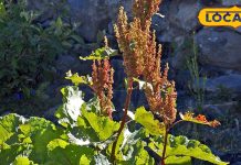 बड़ा ही करामाती है यह पौधा, लिवर का है टॉनिक, पेट की बीमारियों के लिए भी रामबाण, जानें उपयोग