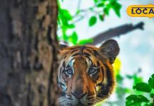 जेब में हैं 2000 रुपए , करें इस जगह का दीदार! बाघ, तेंदुआ, समुद्र जैसा बीच..