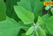 सिर्फ सर्दियों में मिलता है ये साग, किडनी और आंत की गंदगी को निचोड़कर करें बाहर, हड्डियों के लिए रामबाण