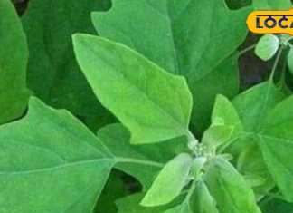 सिर्फ सर्दियों में मिलता है ये साग, किडनी और आंत की गंदगी को निचोड़कर करें बाहर, हड्डियों के लिए रामबाण