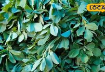 डायबिटीज मरीजों के लिए संजीवनी है ये हरे पत्ते, कूट-कूट कर भरे हैं कैल्शियम