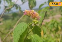 बड़े काम का है यह जंगली पौधा, बदहजमी से लेकर कब्ज की समस्या को दूर कर देगा