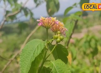 बड़े काम का है यह जंगली पौधा, बदहजमी से लेकर कब्ज की समस्या को दूर कर देगा