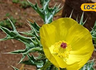 कमजोरी को दूर करता है यह पौधा! बस 21 दिन कर लें सेवन, 50 की उम्र में भी रहेगा 25 वाला जोश