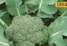 कई बीमारियों के लिए वरदान है ये सब्जी, साल में सिर्फ 3 महीने हैं मिलते