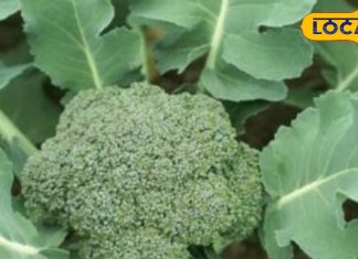 कई बीमारियों के लिए वरदान है ये सब्जी, साल में सिर्फ 3 महीने हैं मिलते