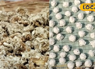 गर्भवती महिलाओं के लिए लाभकारी है यह बड़ी, घर पर ऐसे कर सकते हैं तैयार