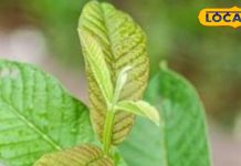 Guava Leaves Benefits For Hair: इस फल के पत्ते हैं बहुत चमत्कारी…बालों से खत्म हो जाएगा डैंड्रफ, झड़ने की समस्या भी हो जाएगी बंद!
