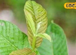 Guava Leaves Benefits For Hair: इस फल के पत्ते हैं बहुत चमत्कारी…बालों से खत्म हो जाएगा डैंड्रफ, झड़ने की समस्या भी हो जाएगी बंद!