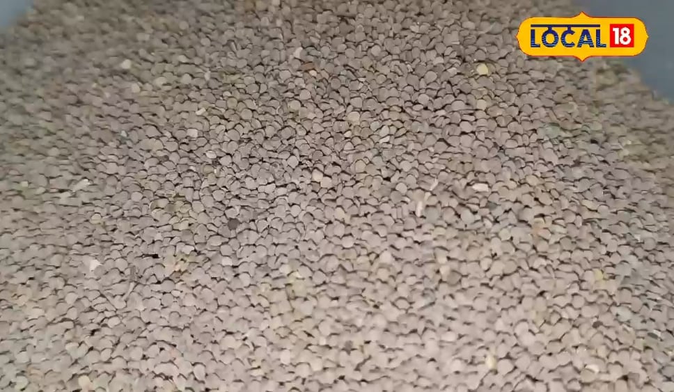 Khurasani Ajwain Benefits: लीवर से लेकर कब्ज-कोलेस्ट्रॉल तक…इस औषधि से ठीक हो जाएगी हर बीमारी, आंखे हो जाएंगी सबसे तेज!