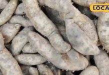 सर्दियों में इस चीज को खाना कर दें शुरू, शरीर में दिखेंगे फायदे ही फायदे, छोटी-सी बीमारी भी नहीं आएगी पास!