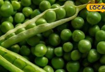 औषधीय गुणों से भरपूर है मटर, इन बीमारियों के रोकथाम में है कारगर