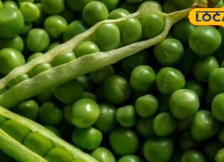 औषधीय गुणों से भरपूर है मटर, इन बीमारियों के रोकथाम में है कारगर