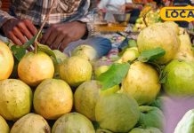 सर्दियों का राजा है ये फल, इसके फायदे के आगे सेब-अनार भी फेल, ये लोग रहे दूर