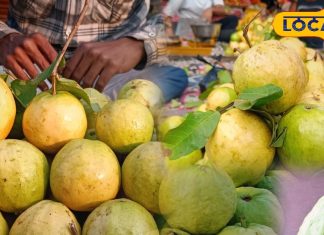 सर्दियों का राजा है ये फल, इसके फायदे के आगे सेब-अनार भी फेल, ये लोग रहे दूर