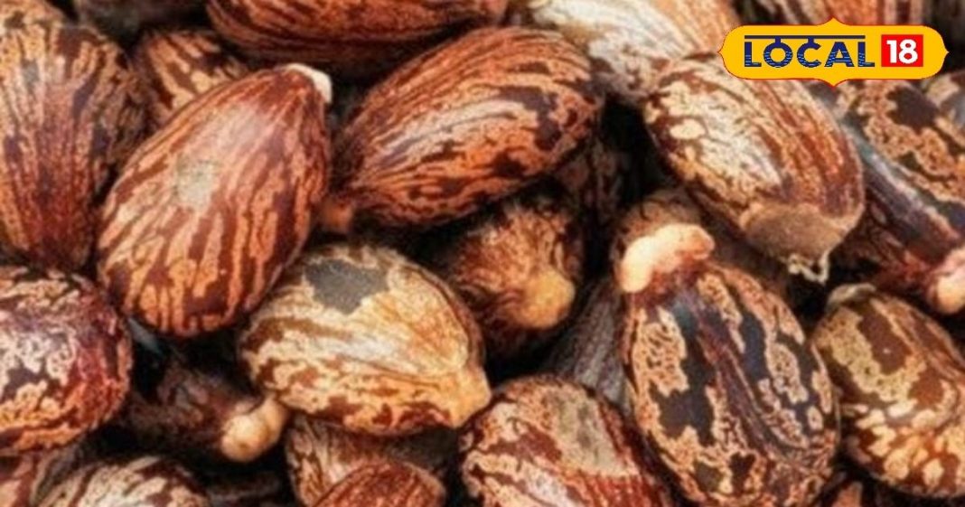 दादी-नानी के नुस्खे भी हो जाएंगे फेल, जब इस्तेमाल करेंगे ये झाड़ीनुमा पौधा; इलाज इतने कि बोल पड़ेंगे- ‘वाह’