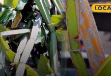 टूटी हुई हड्डियों को झट से जोड़ देती है यह औषधि, दर्द को कर देती है गायब