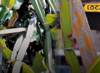 टूटी हुई हड्डियों को झट से जोड़ देती है यह औषधि, दर्द को कर देती है गायब