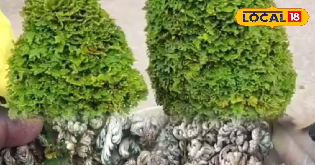 रामायण काल का पौधा, इससे तनाव मुक्त रहेंगे आप, थकान और दर्द का काल, लक्ष्मण भी हुए थे ठीक, जानें और फायदे