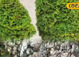 रामायण काल का पौधा, इससे तनाव मुक्त रहेंगे आप, थकान और दर्द का काल, लक्ष्मण भी हुए थे ठीक, जानें और फायदे