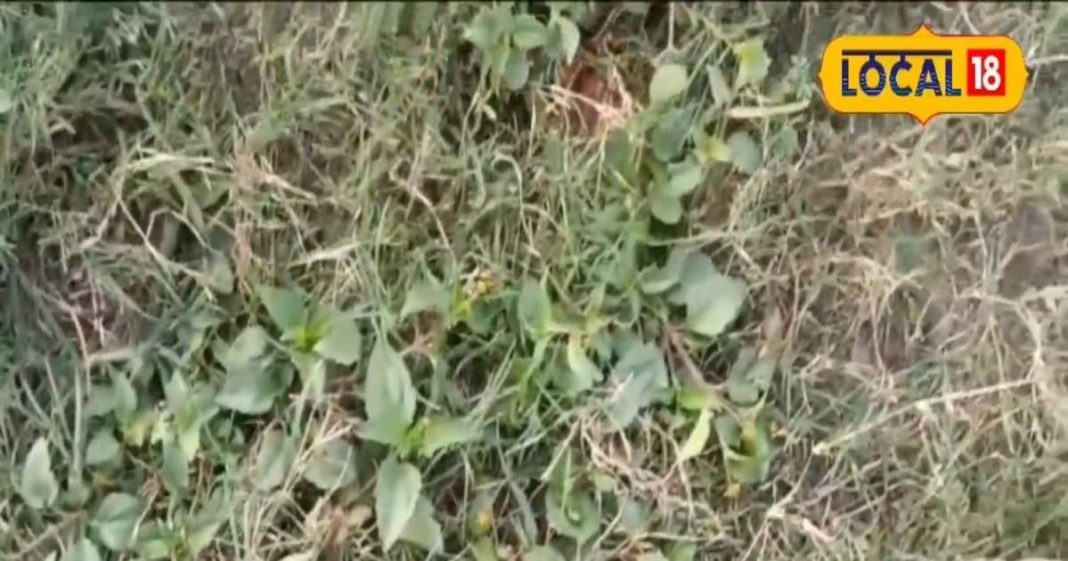 कुदरत का वरदान, मुंह में है पायरिया या मिर्गी से हैं परेशान, पुरानी से पुरानी बीमारी को जड़ से खत्म करता है ये पौधा