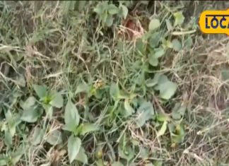 कुदरत का वरदान, मुंह में है पायरिया या मिर्गी से हैं परेशान, पुरानी से पुरानी बीमारी को जड़ से खत्म करता है ये पौधा