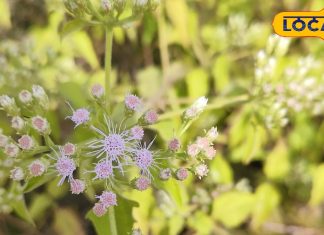 ठंड में फायर है ये फूल, आदिवासियों का मेडिकल स्टोर, सर्दी, खांसी, बुखार 24 घंटे में होगा दूर!