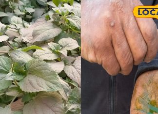 Home Remedy: बहते खून को तुरंत रोकती है ये घास! किसानों की सच्ची साथी, ऐसे करते हैं इस्तेमाल