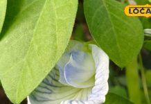 इस चाय की चुस्की देगी कई रोगों से मुक्ति, एसिडिटी से लेकर डायबिटीज और टेंशन सहित इन बीमारियों में मिलेगा आराम