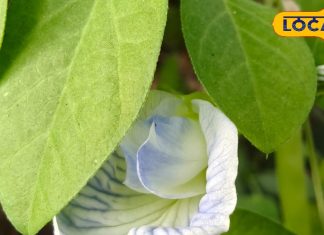 इस चाय की चुस्की देगी कई रोगों से मुक्ति, एसिडिटी से लेकर डायबिटीज और टेंशन सहित इन बीमारियों में मिलेगा आराम