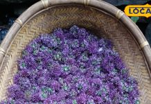 हिमालय में उगता है यह चमत्कारी पौधा, पीलिया से लेकर कोलेस्ट्रॉल के लिए रामबाण, जानें उपयोग