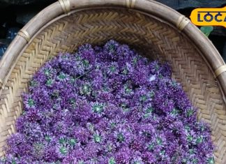 हिमालय में उगता है यह चमत्कारी पौधा, पीलिया से लेकर कोलेस्ट्रॉल के लिए रामबाण, जानें उपयोग