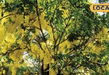 हर मर्ज की दवा है ये पेड़, फूल से लेकर पत्ते और तने तक में औषधीय गुण