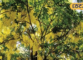 हर मर्ज की दवा है ये पेड़, फूल से लेकर पत्ते और तने तक में औषधीय गुण