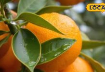 सिर्फ सर्दियों में मिलता है यह खट्टा फल, विटामिन C का है खजाना, चेहरा होगा चमकदार, हड्डियां और दांत होंगे मजबूत