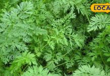 इस सब्जी का पत्ता है दवाई का फैक्ट्री, साल में सिर्फ 2 महीने हैं मिलते