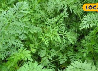 इस सब्जी का पत्ता है दवाई का फैक्ट्री, साल में सिर्फ 2 महीने हैं मिलते