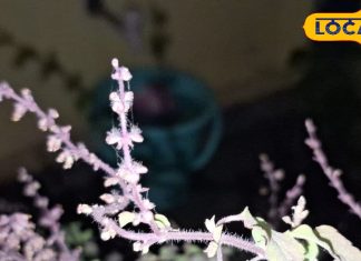 सेहत का खजाना है ये देवी पौधा, जानें इसके फायदे और इस्तेमाल के तरीके